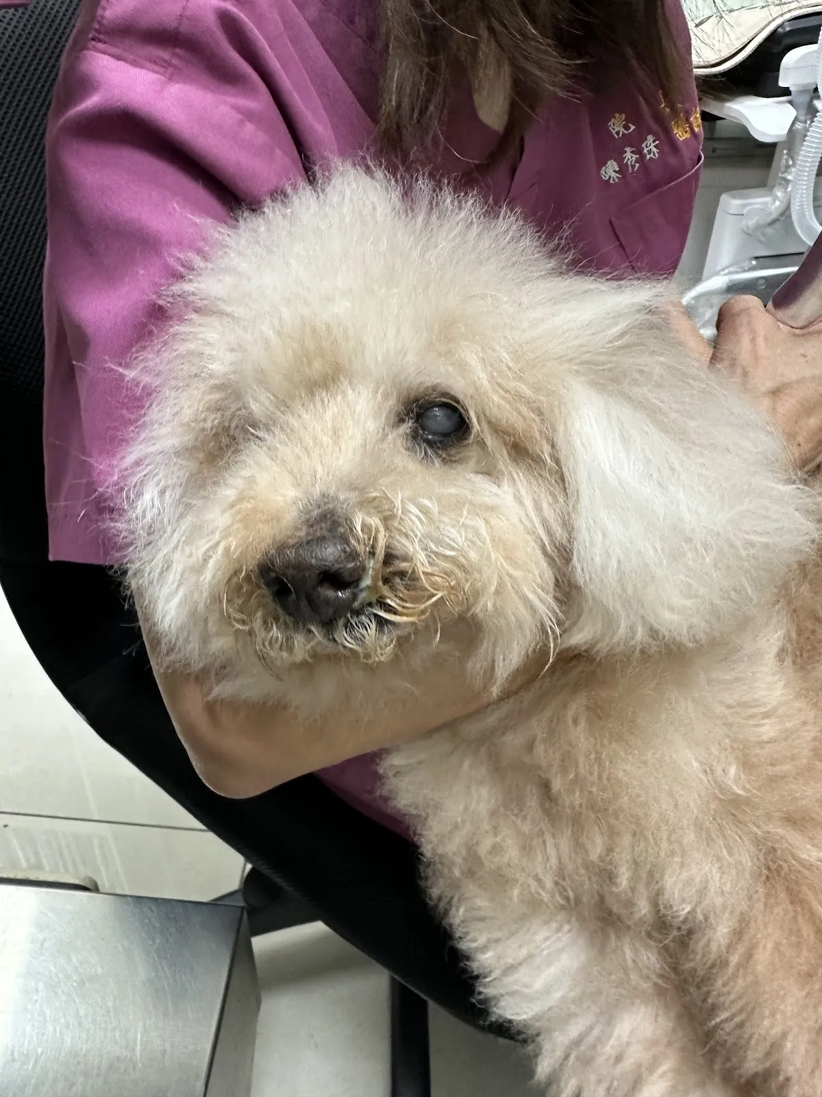 聖愛動物醫院仁化店