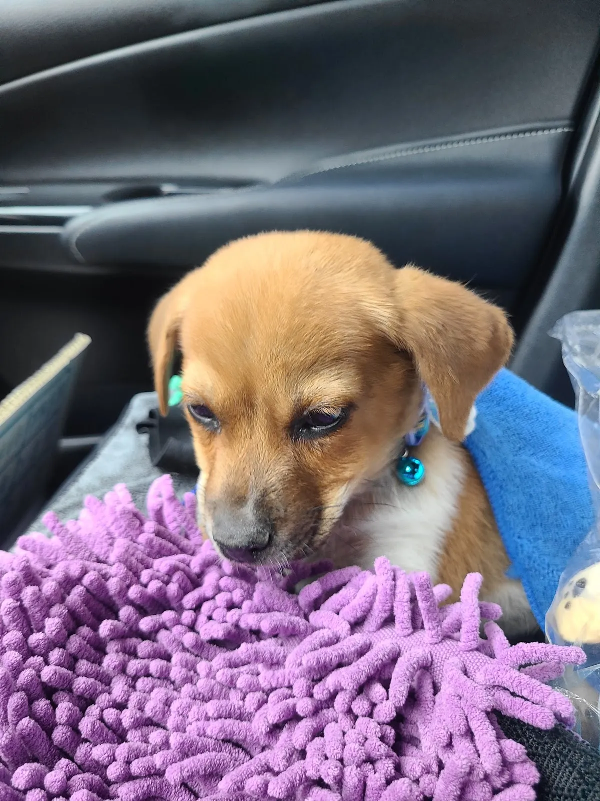 聖愛動物醫院仁化店