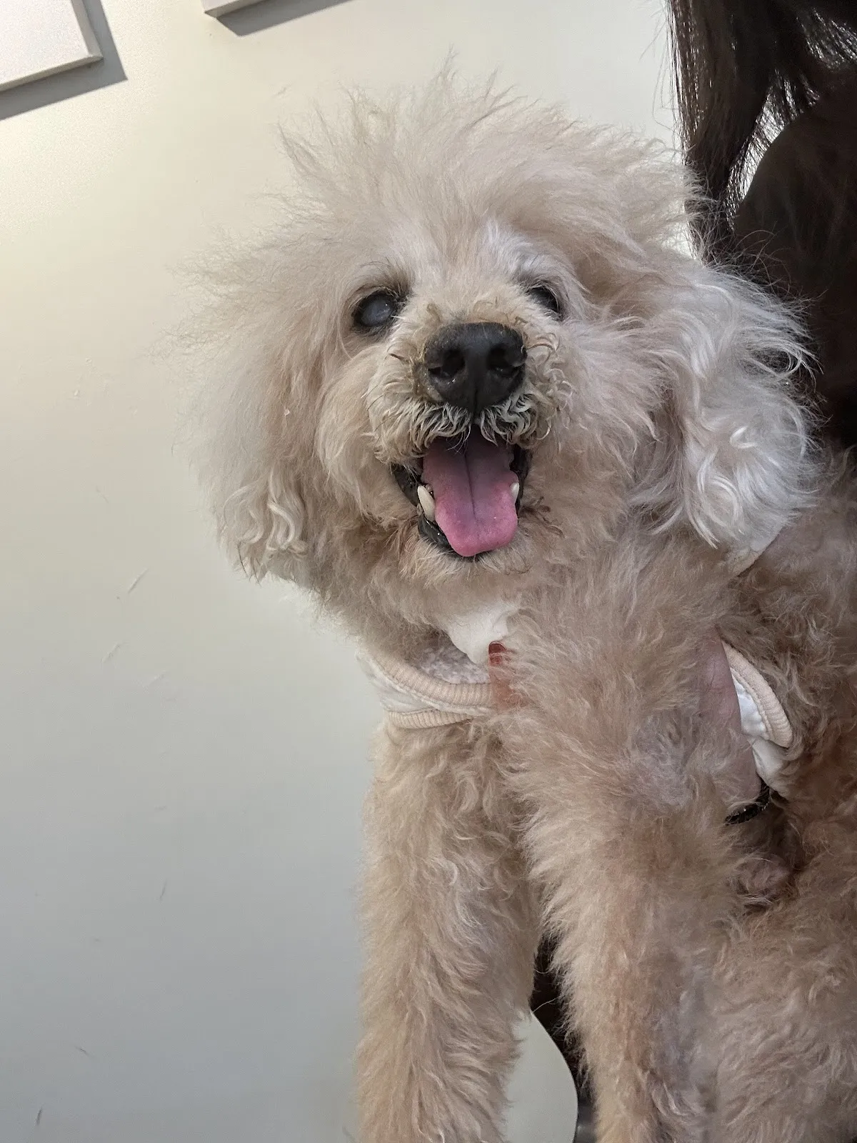 聖愛動物醫院仁化店