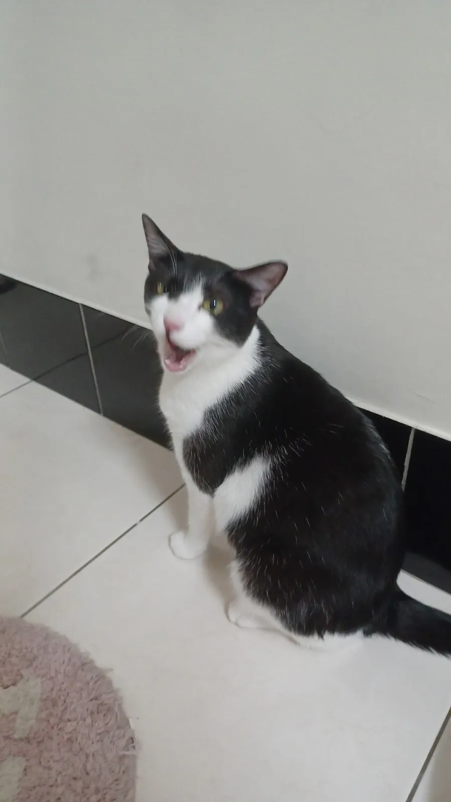 台灣嘉南動物醫院