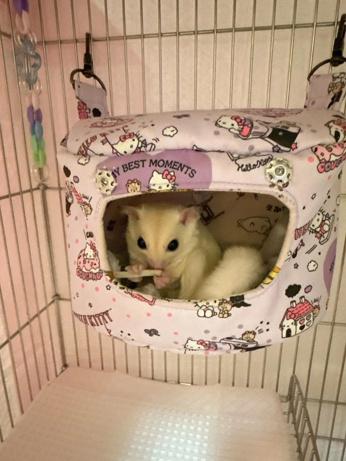 台灣嘉南動物醫院