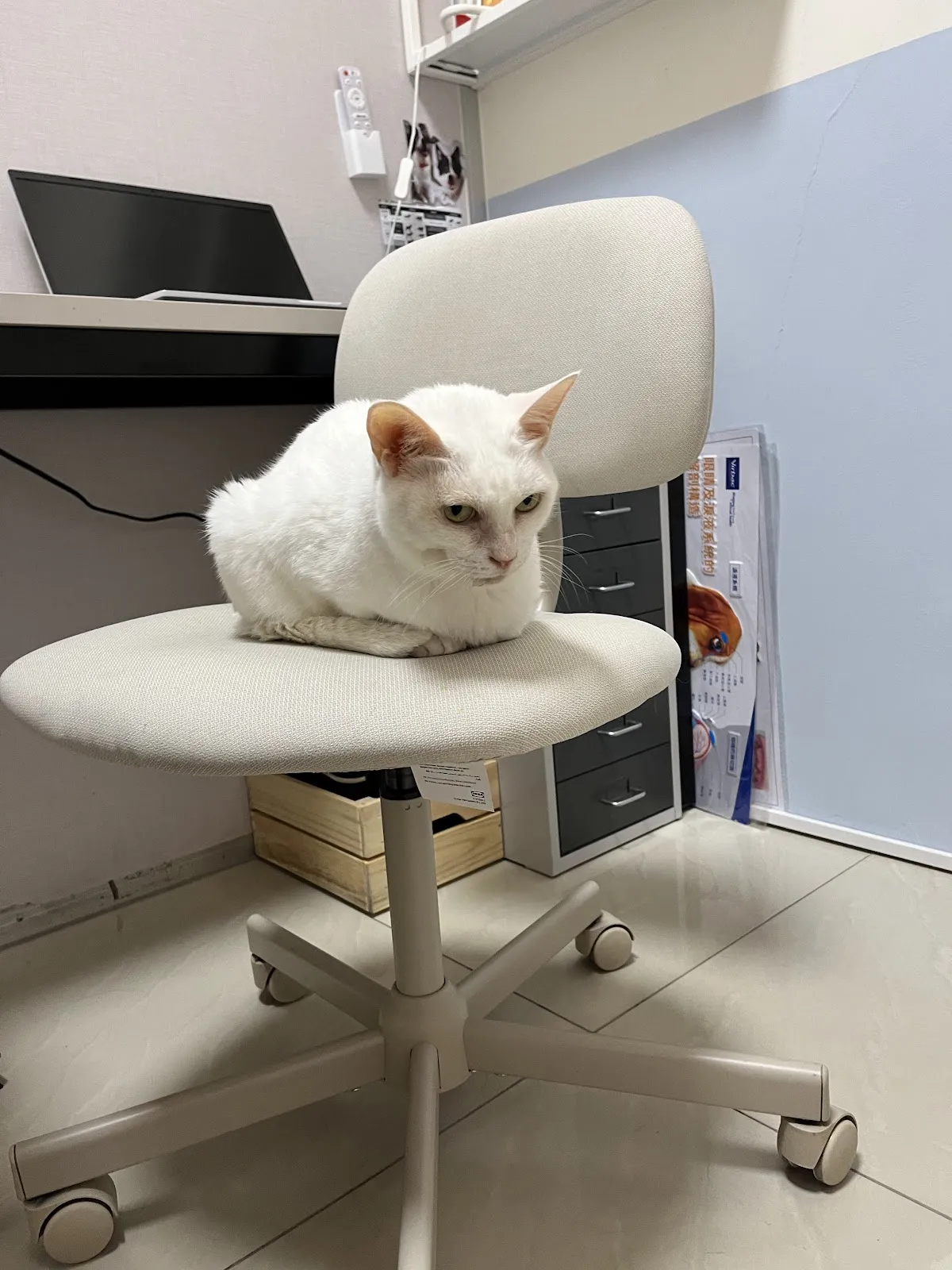 小狐狸動物醫院