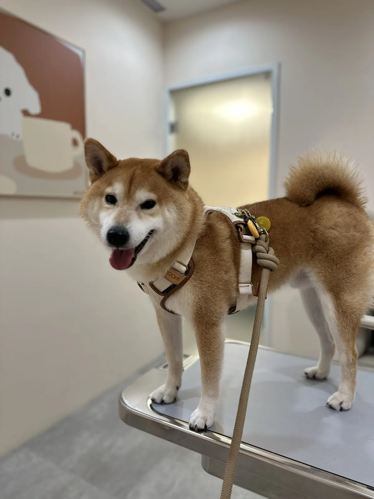 龐龐毛小孩動物醫院