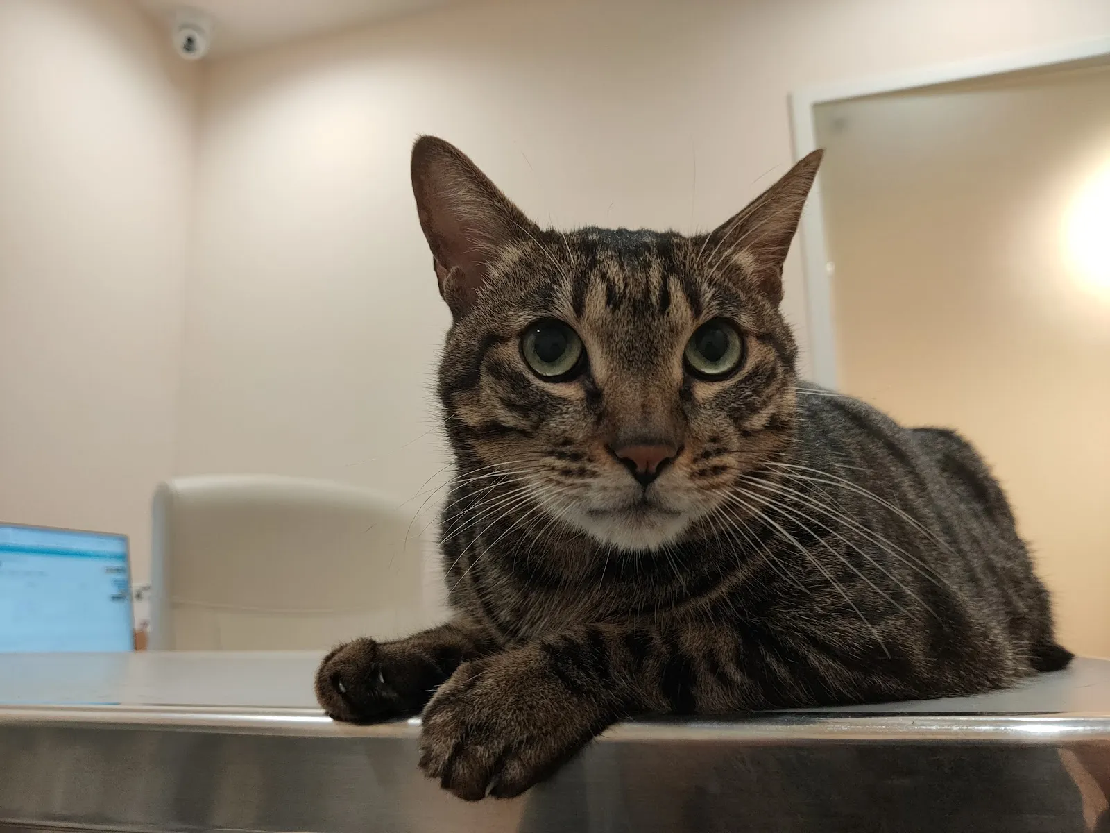 龐龐毛小孩動物醫院