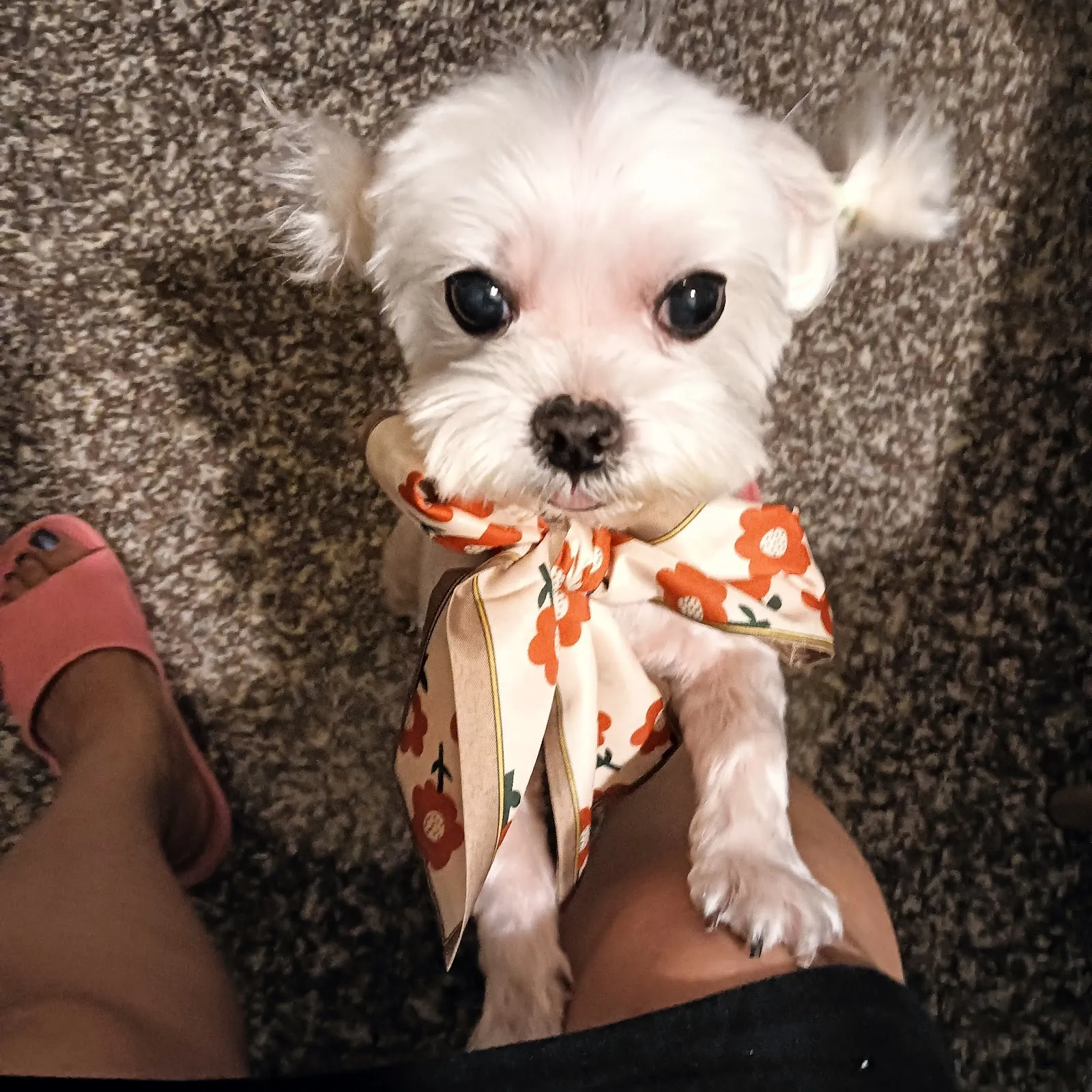 龐龐毛小孩動物醫院