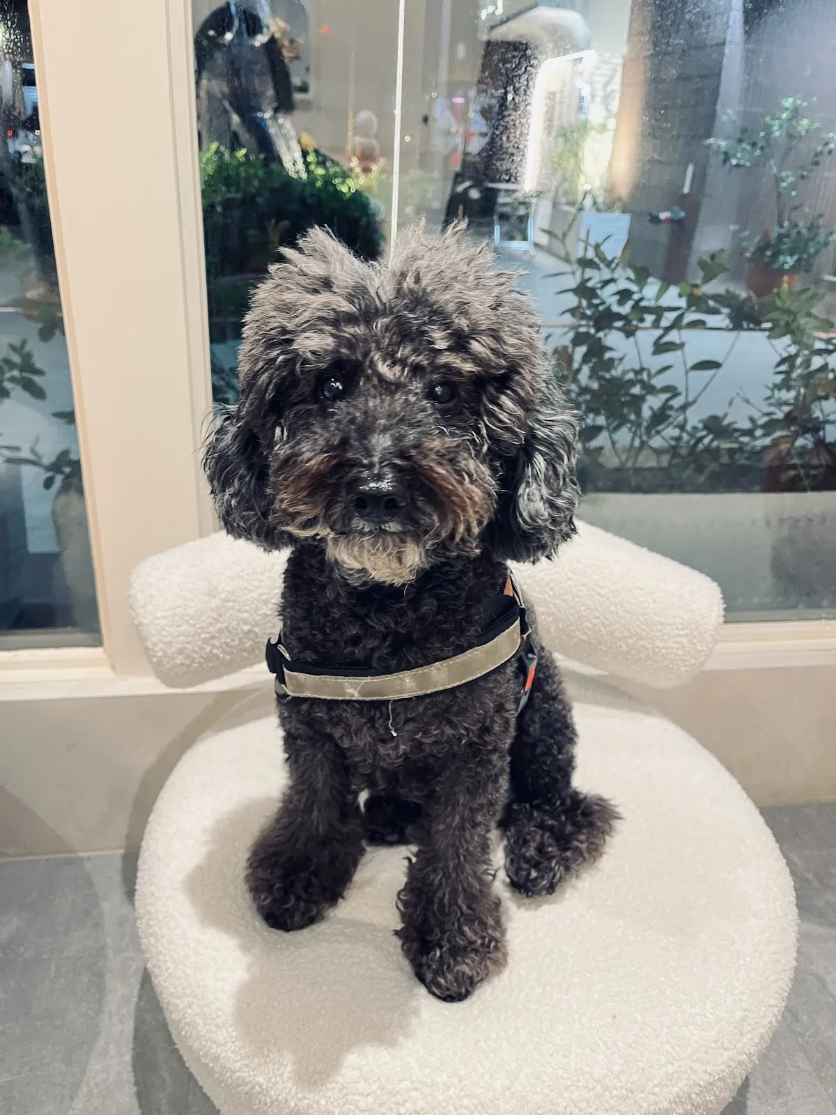 龐龐毛小孩動物醫院