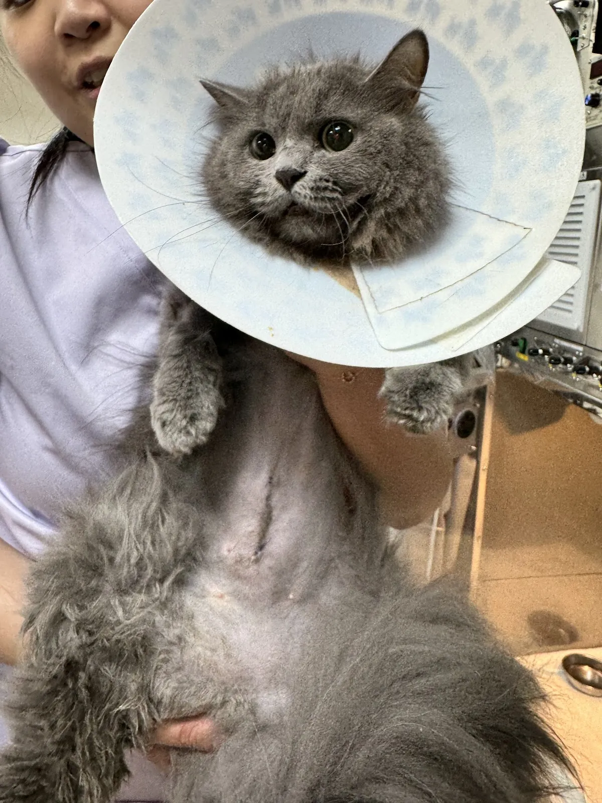 龐龐毛小孩動物醫院