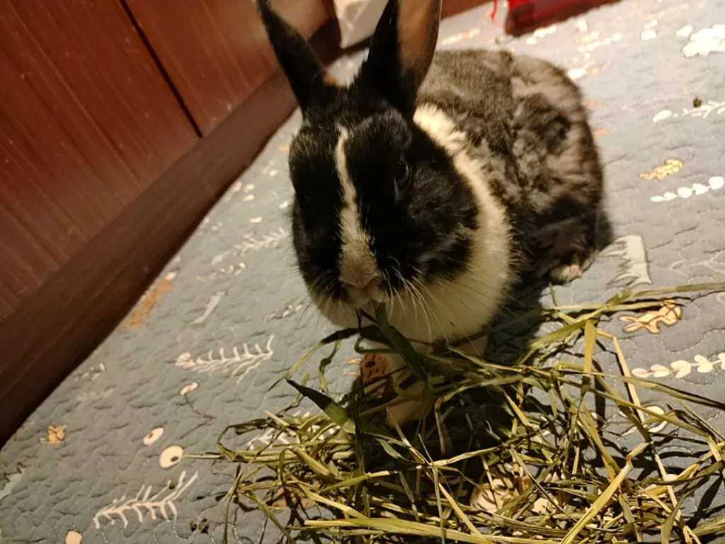 元氣動物醫院藝文分院