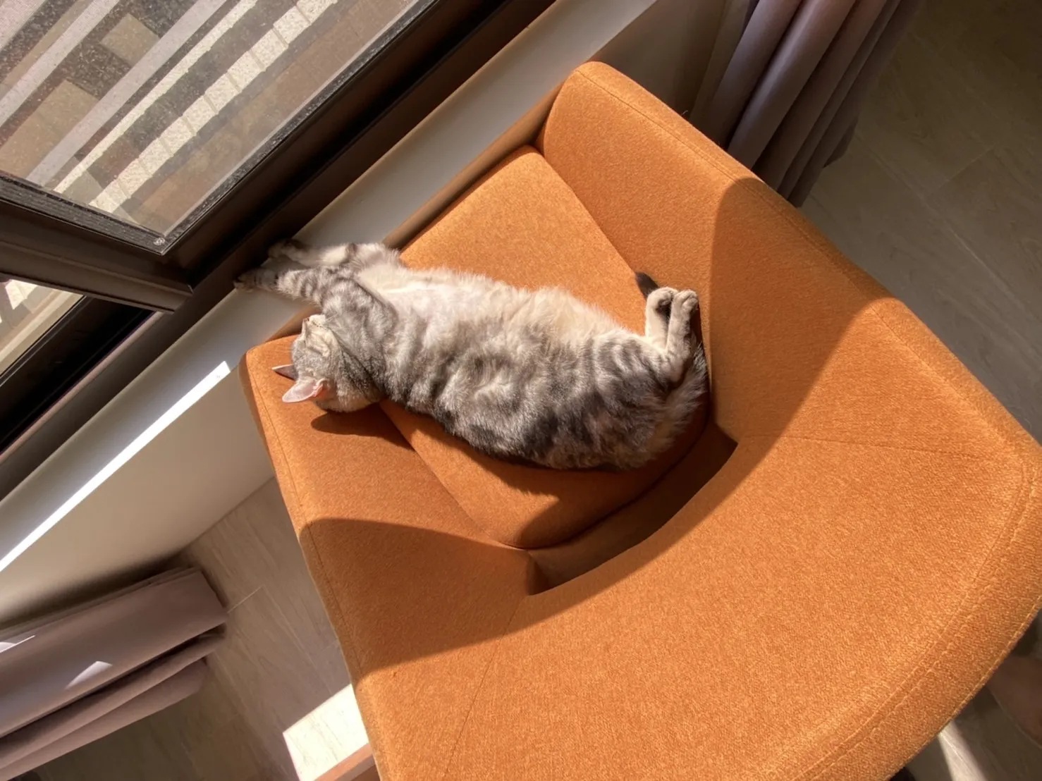 全國動物醫院環球分院