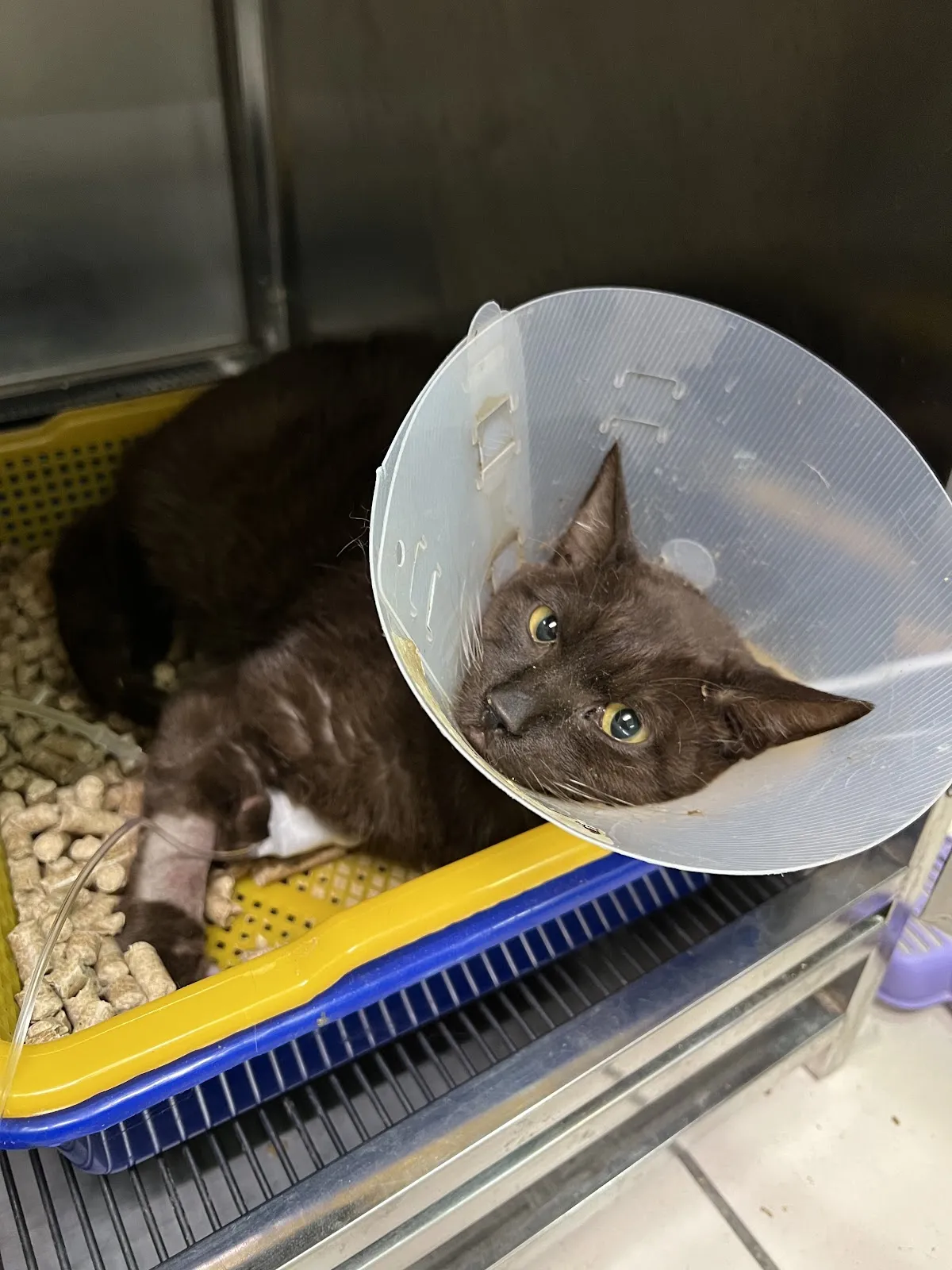 新莊太僕動物醫院