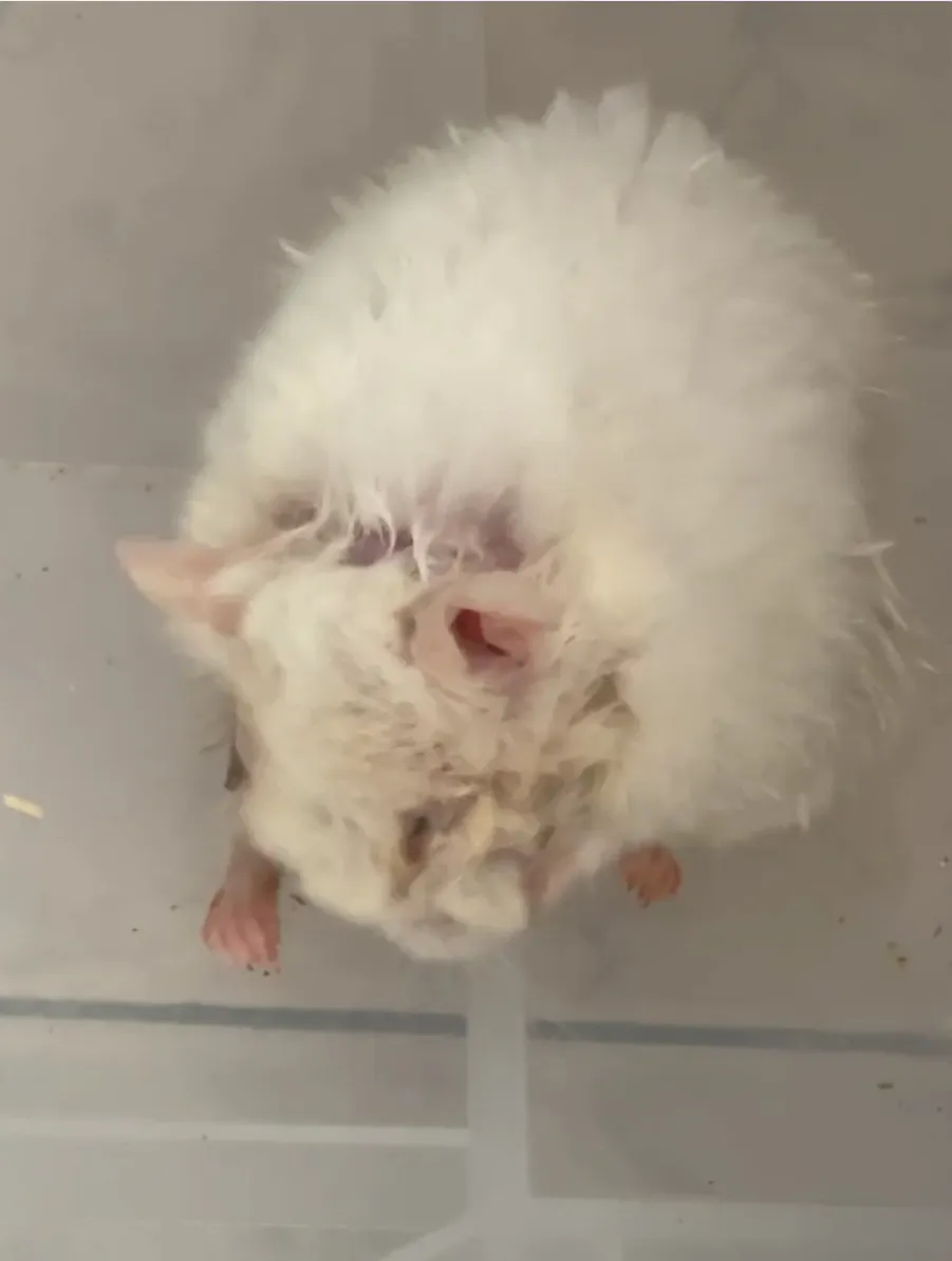 新莊太僕動物醫院