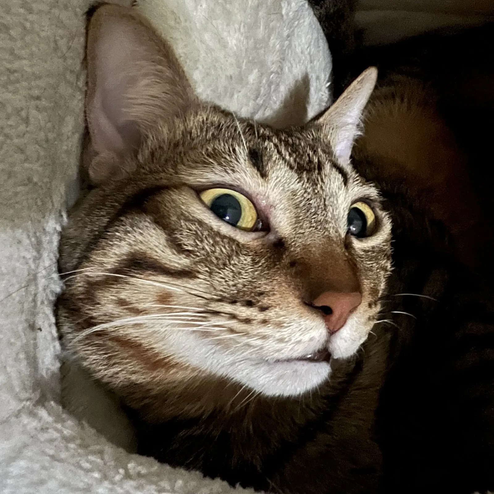 微笑高壓氧動物醫院