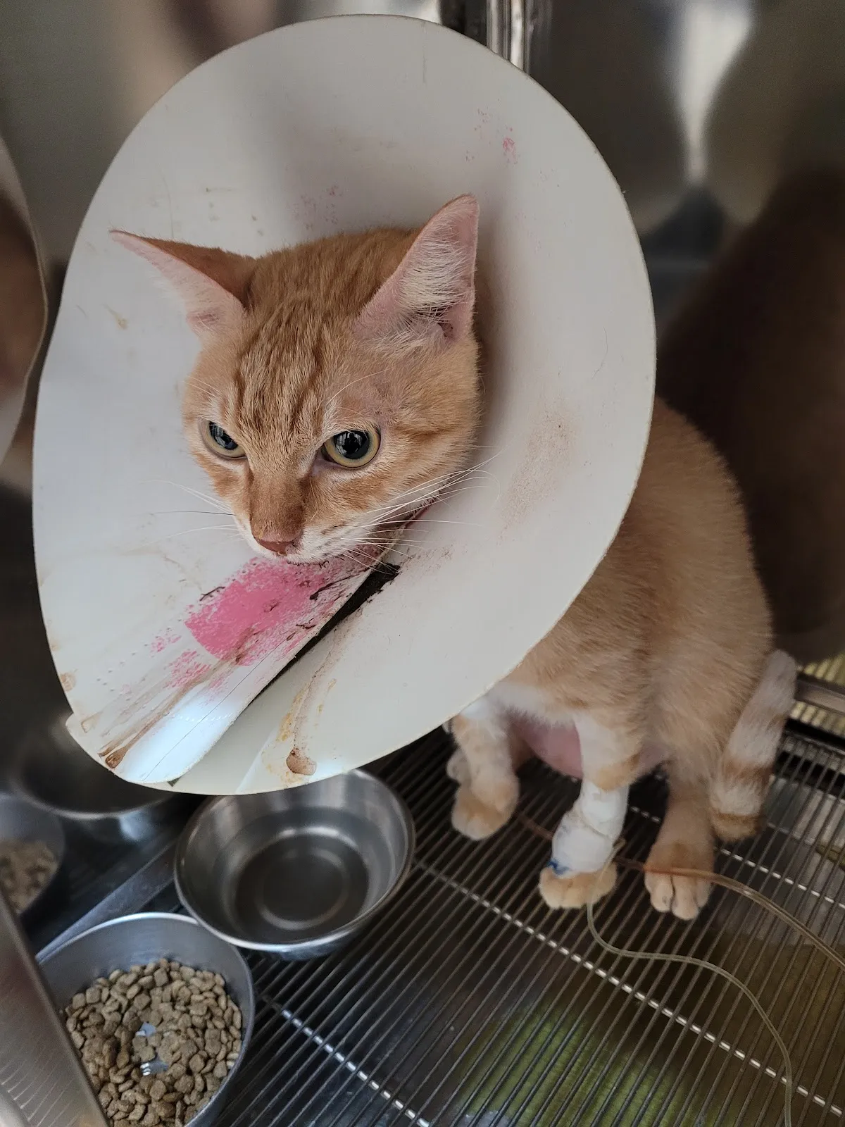 微笑高壓氧動物醫院