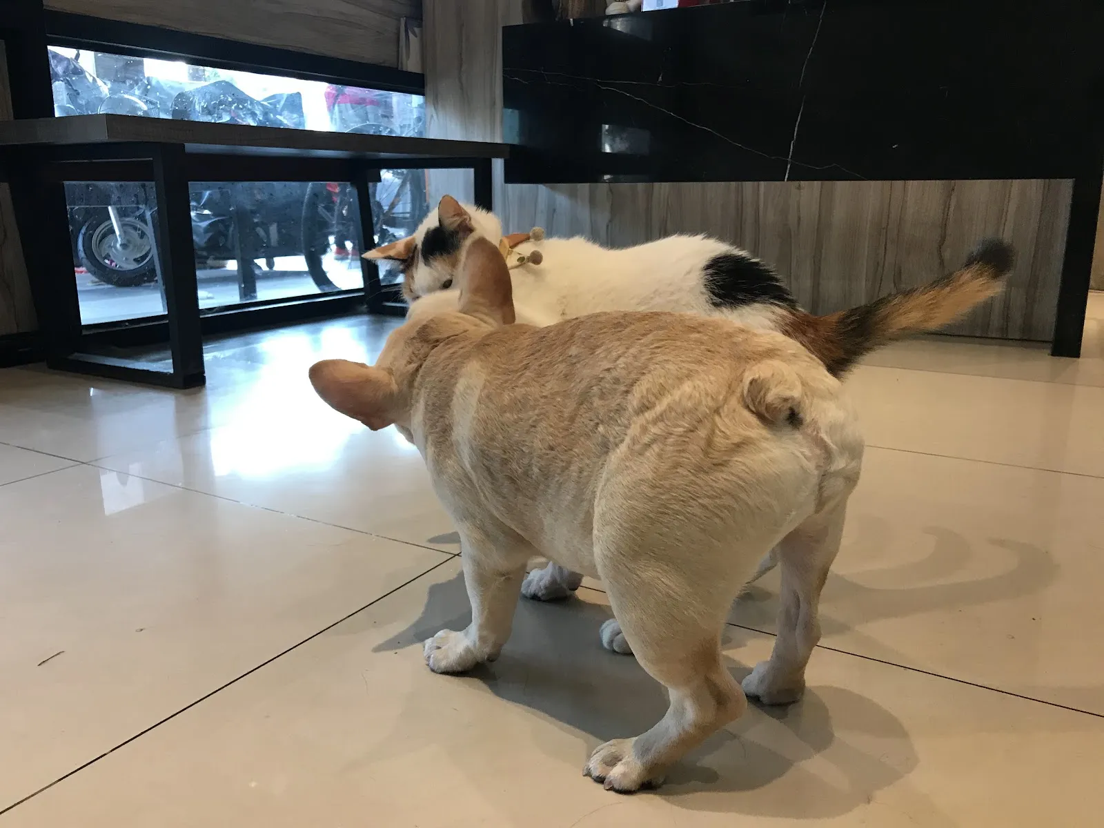 微笑高壓氧動物醫院