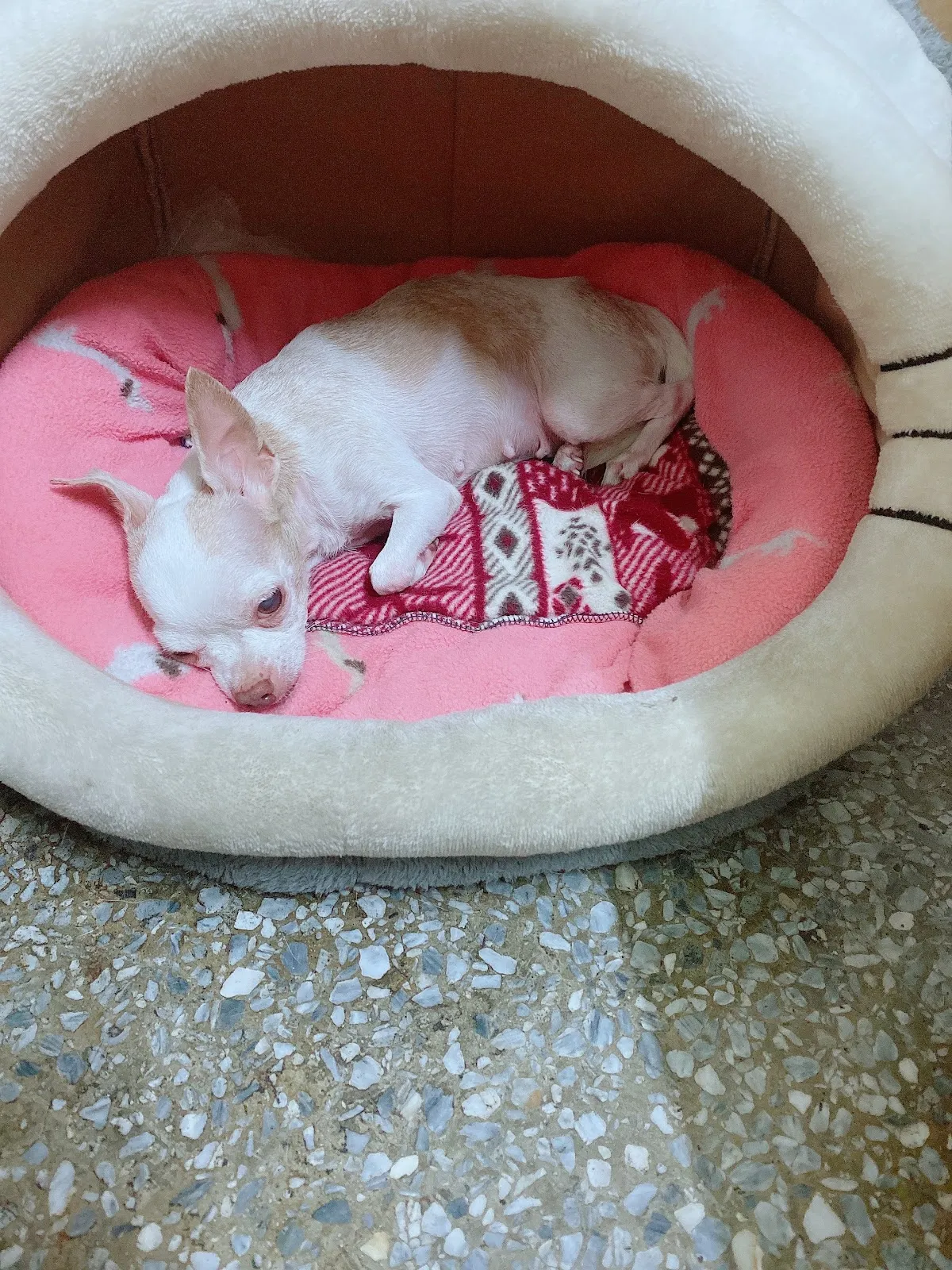 微笑高壓氧動物醫院