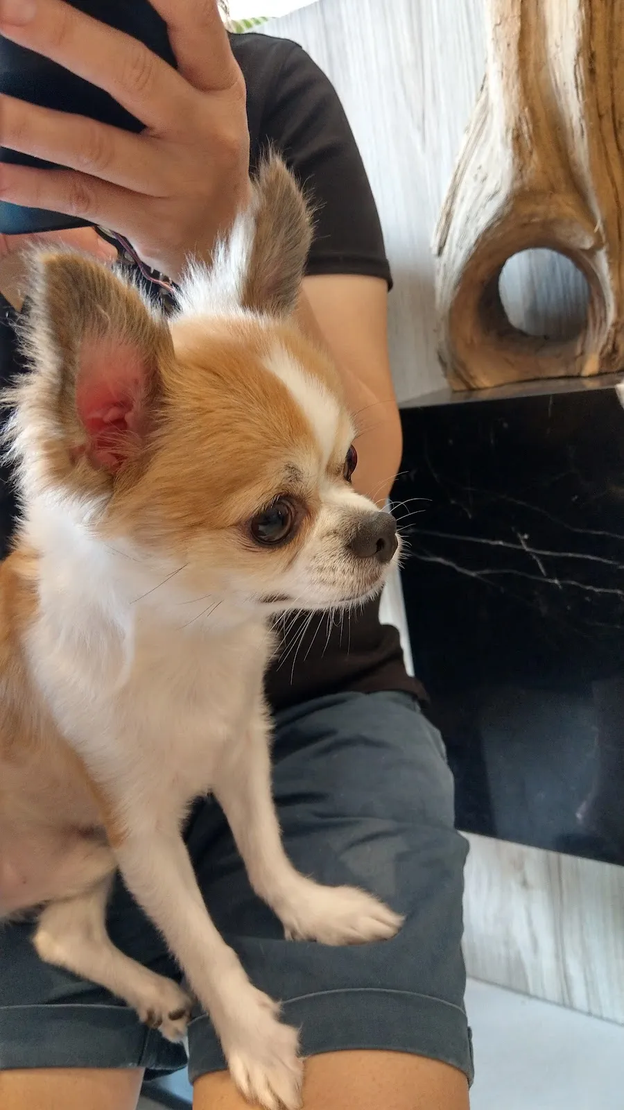 微笑高壓氧動物醫院