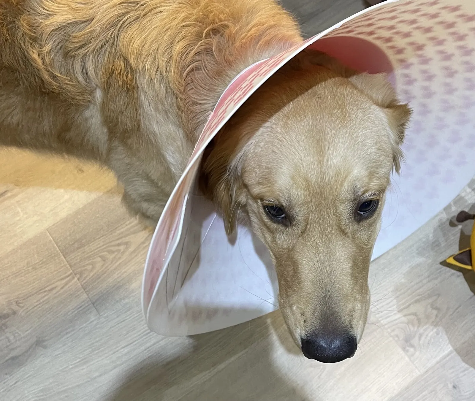 微笑高壓氧動物醫院