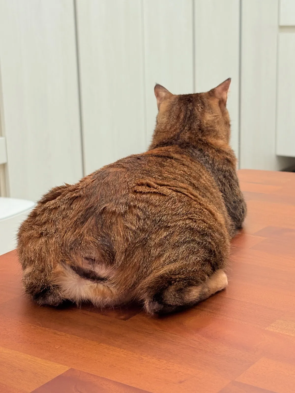 微笑高壓氧動物醫院