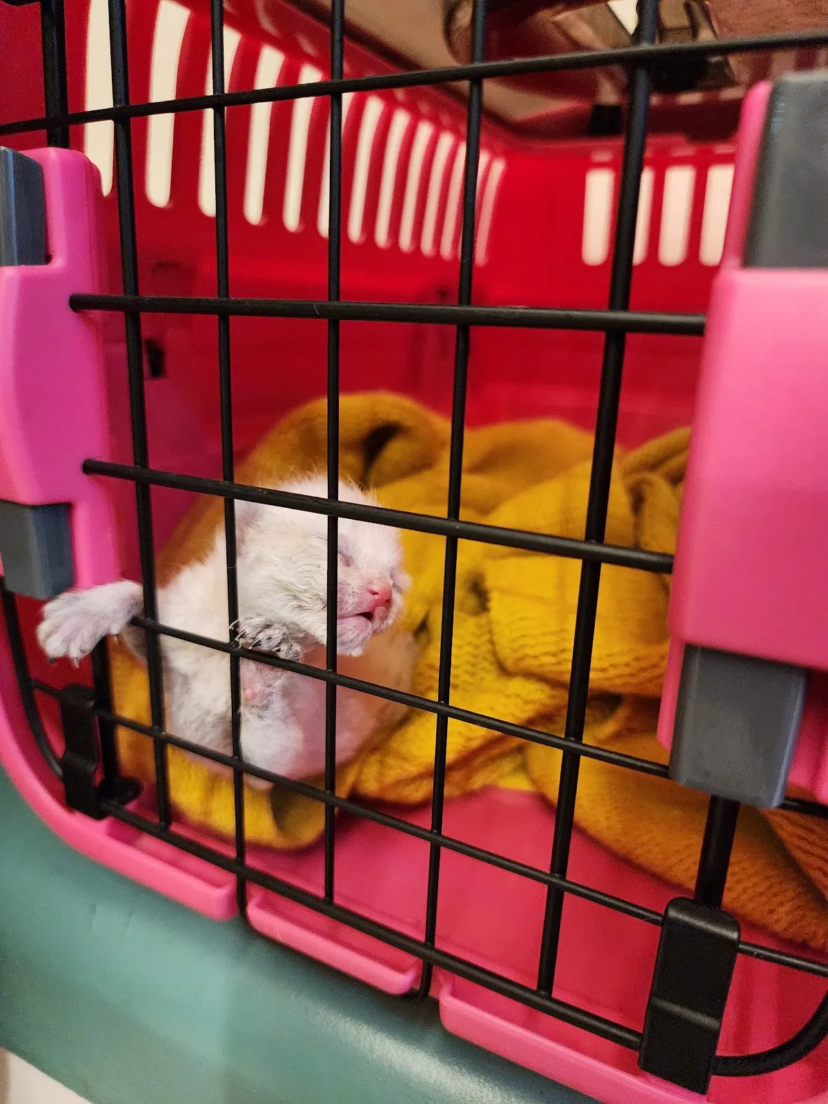 全國動物醫院精業分院