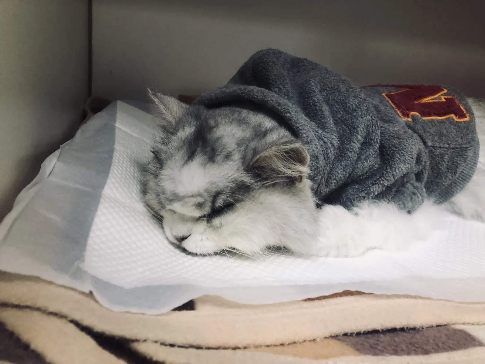 全國動物醫院精業分院