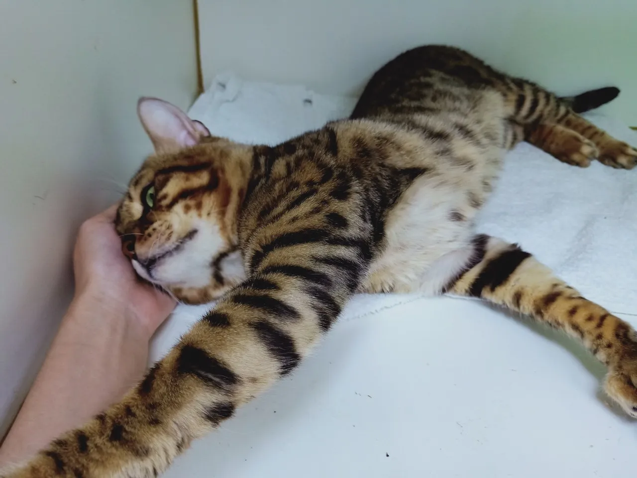 全國動物醫院精業分院