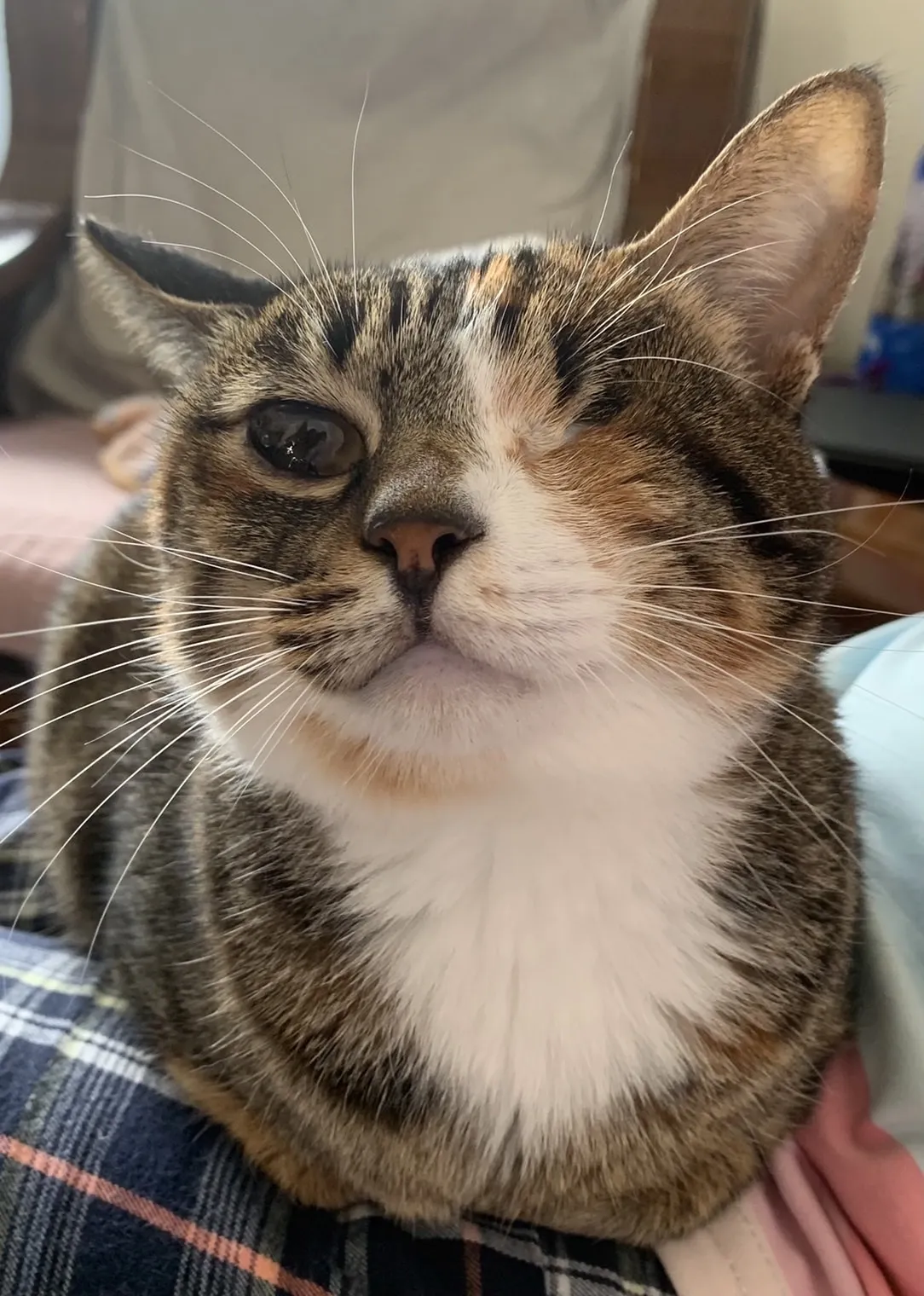 全國動物醫院精業分院