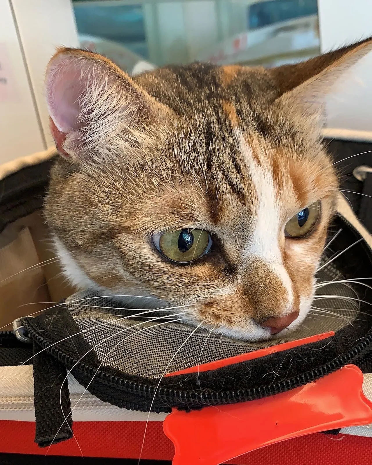 全國動物醫院精業分院