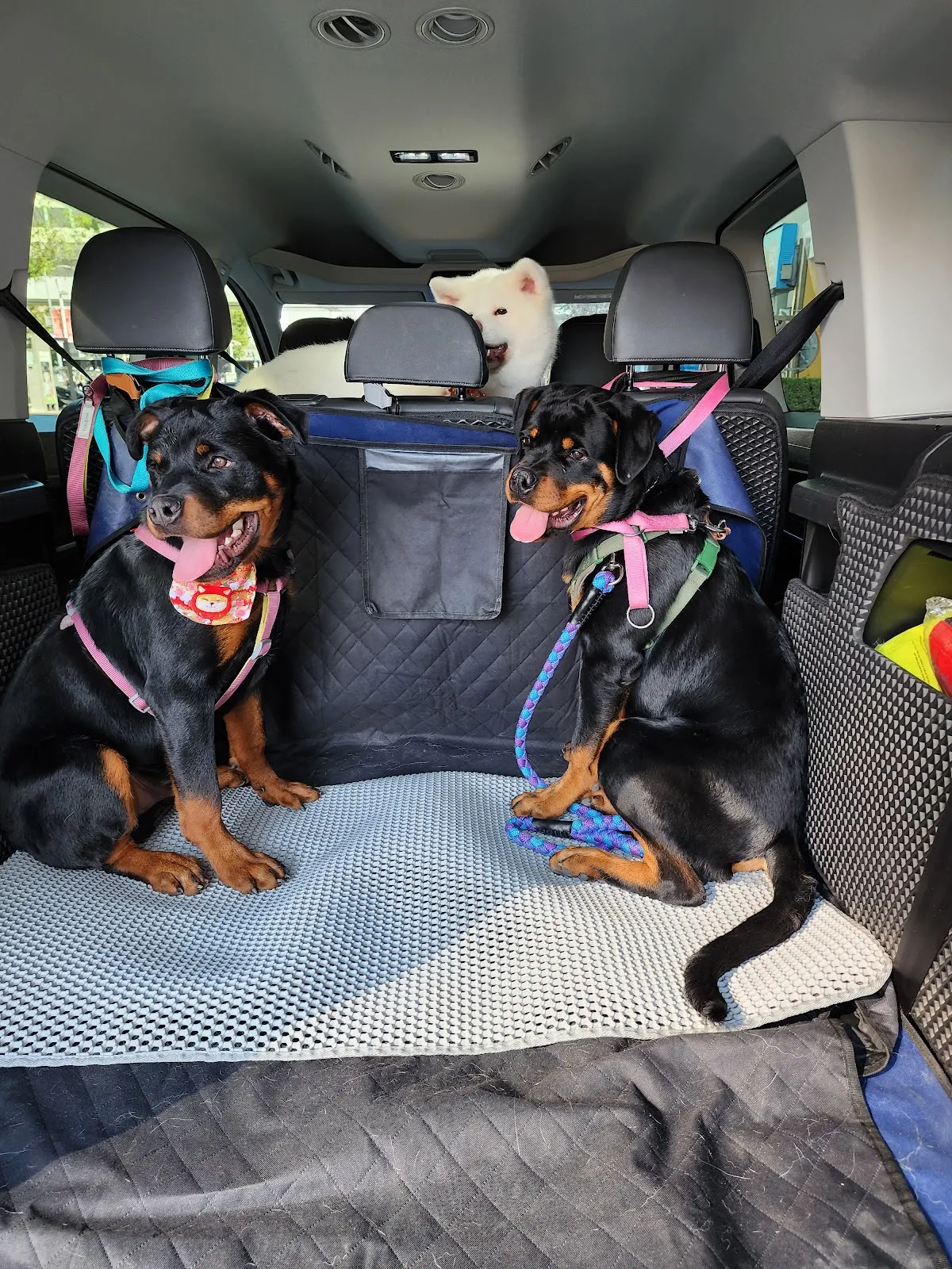 全國動物醫院精業分院