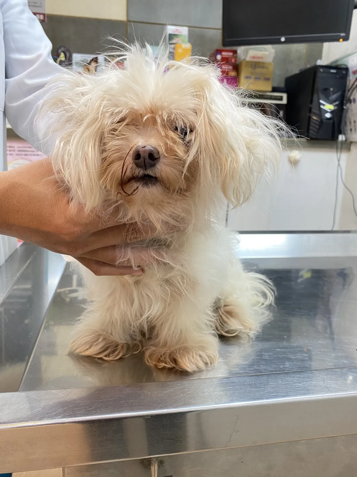 全國動物醫院精業分院