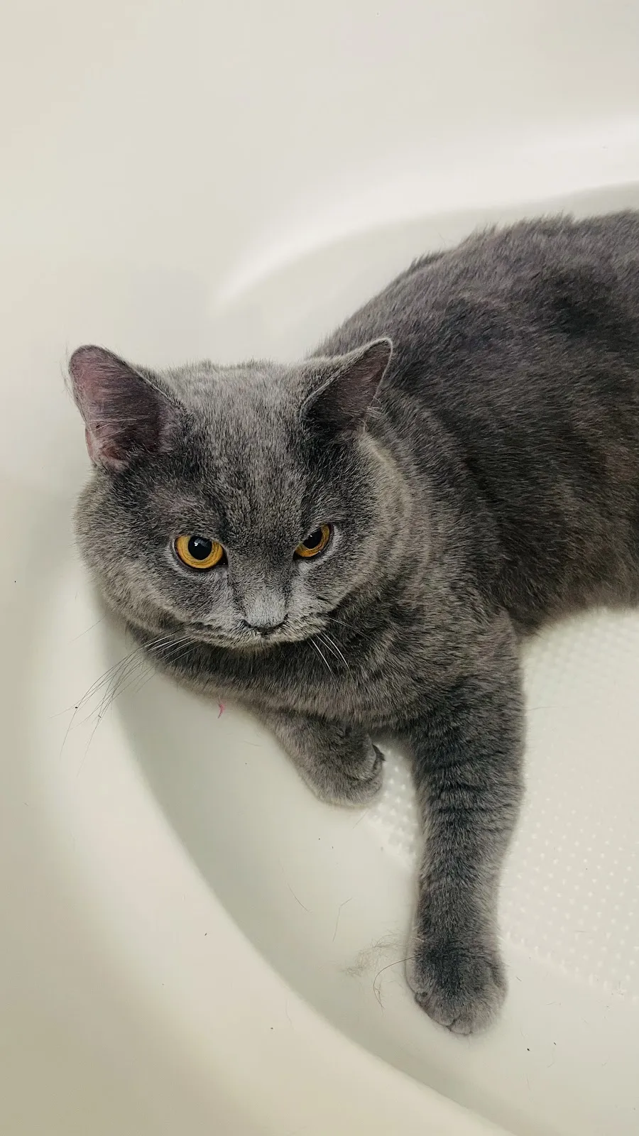 翔宇生醫動物醫院