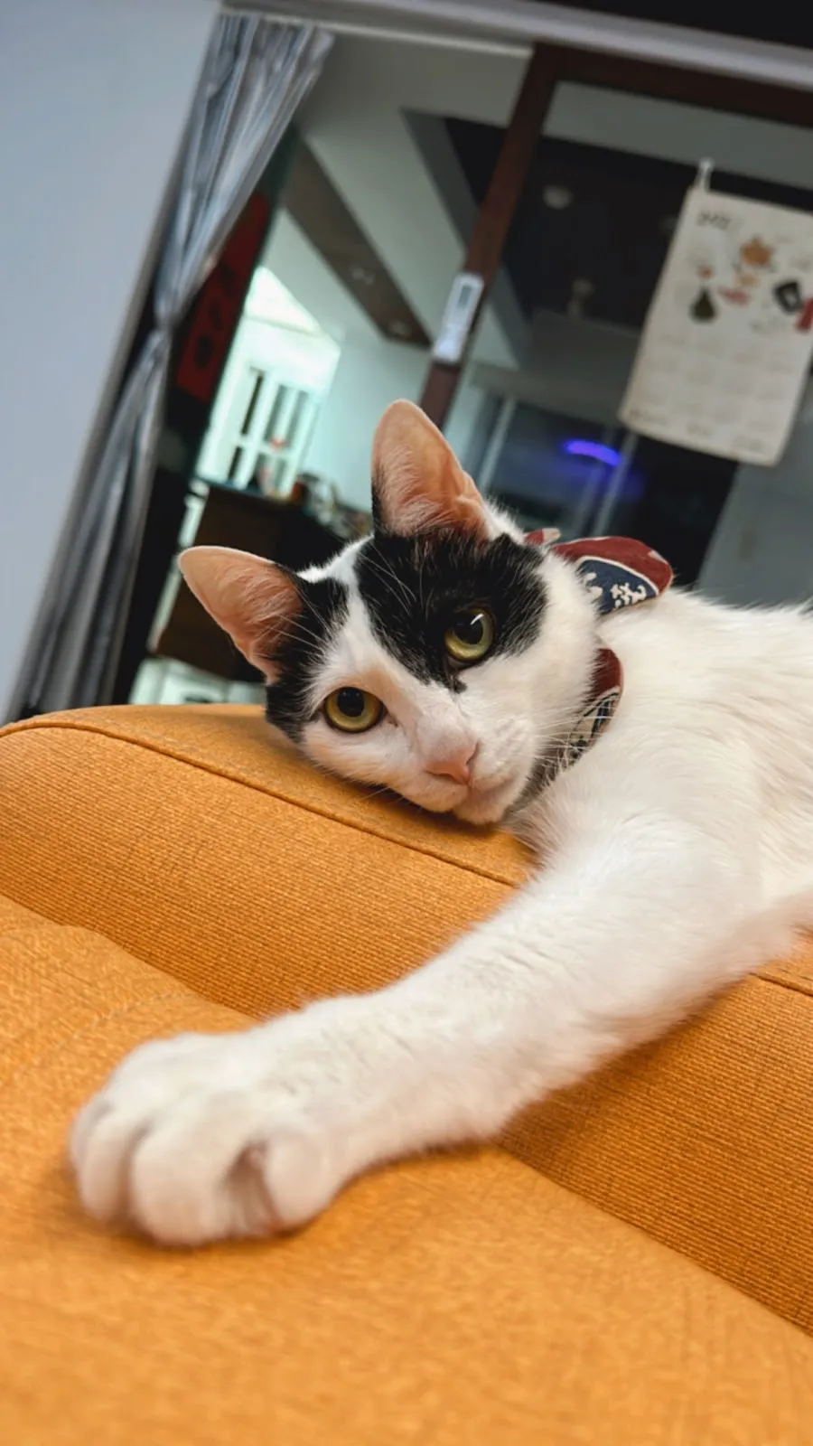 翔宇生醫動物醫院