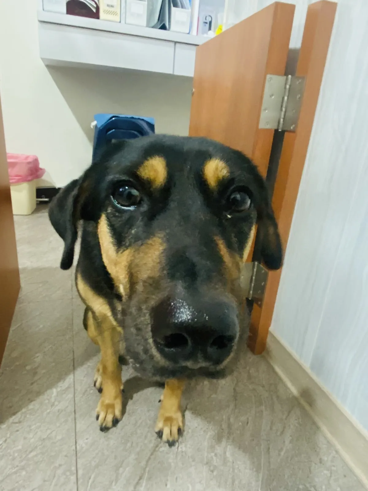 翔宇生醫動物醫院