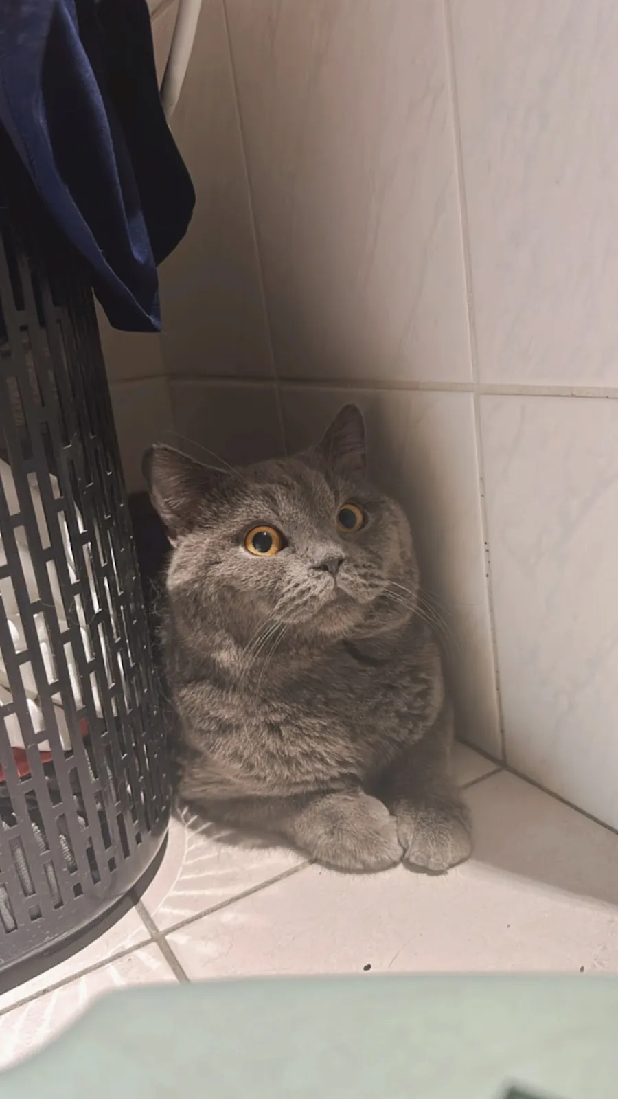 翔宇生醫動物醫院