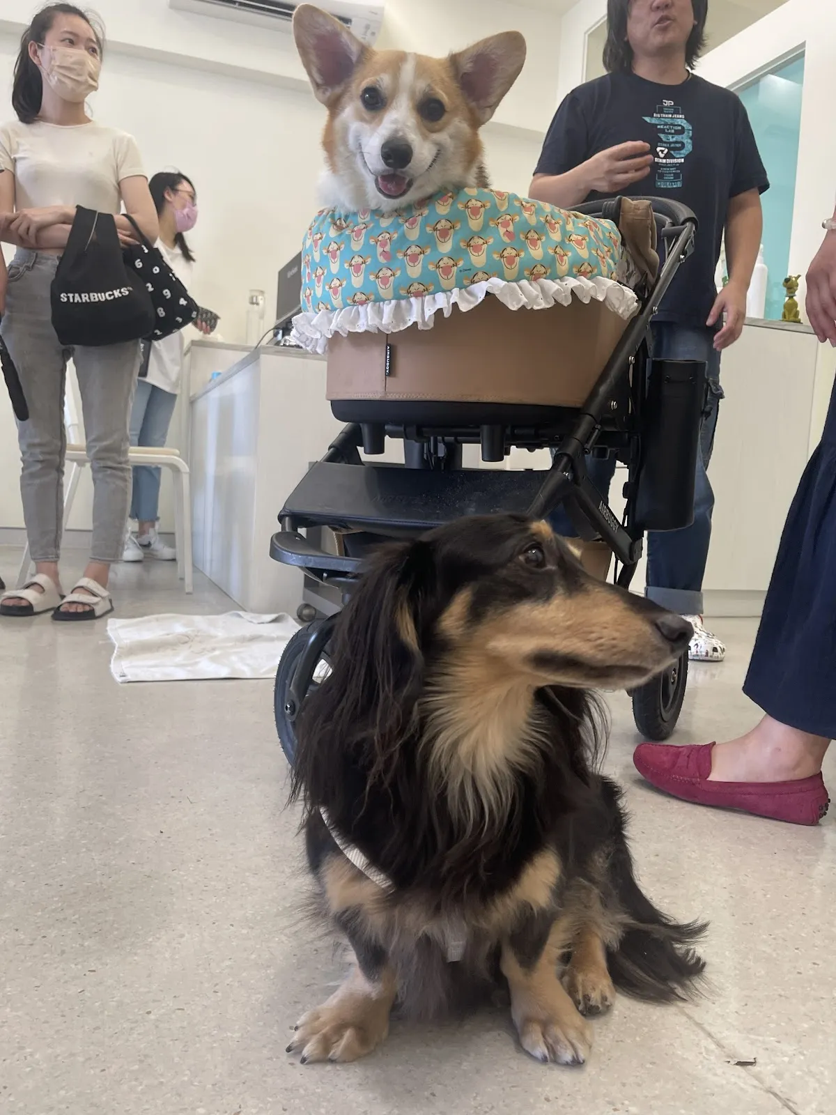 小丹尼寵物醫院