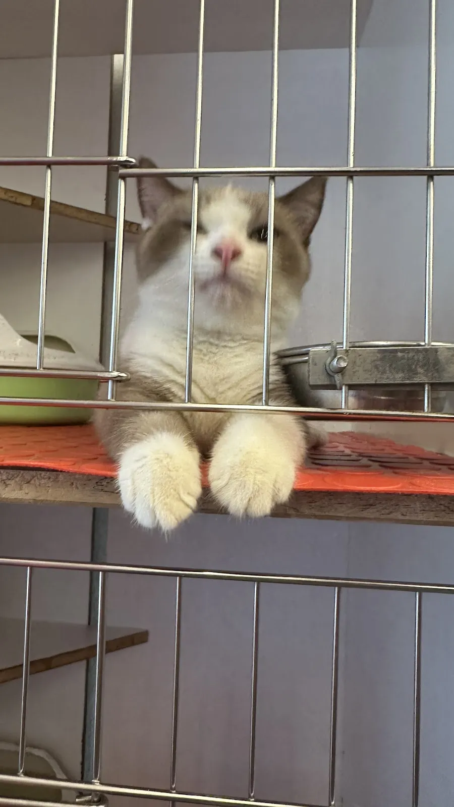 旺喵動物診所