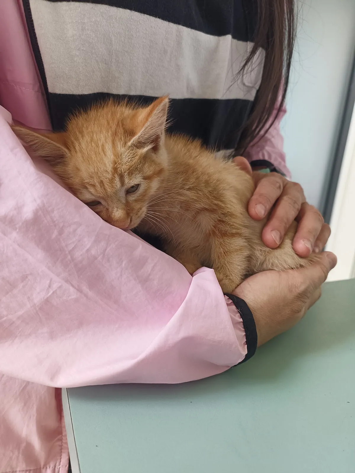 全國動物醫院大里分院