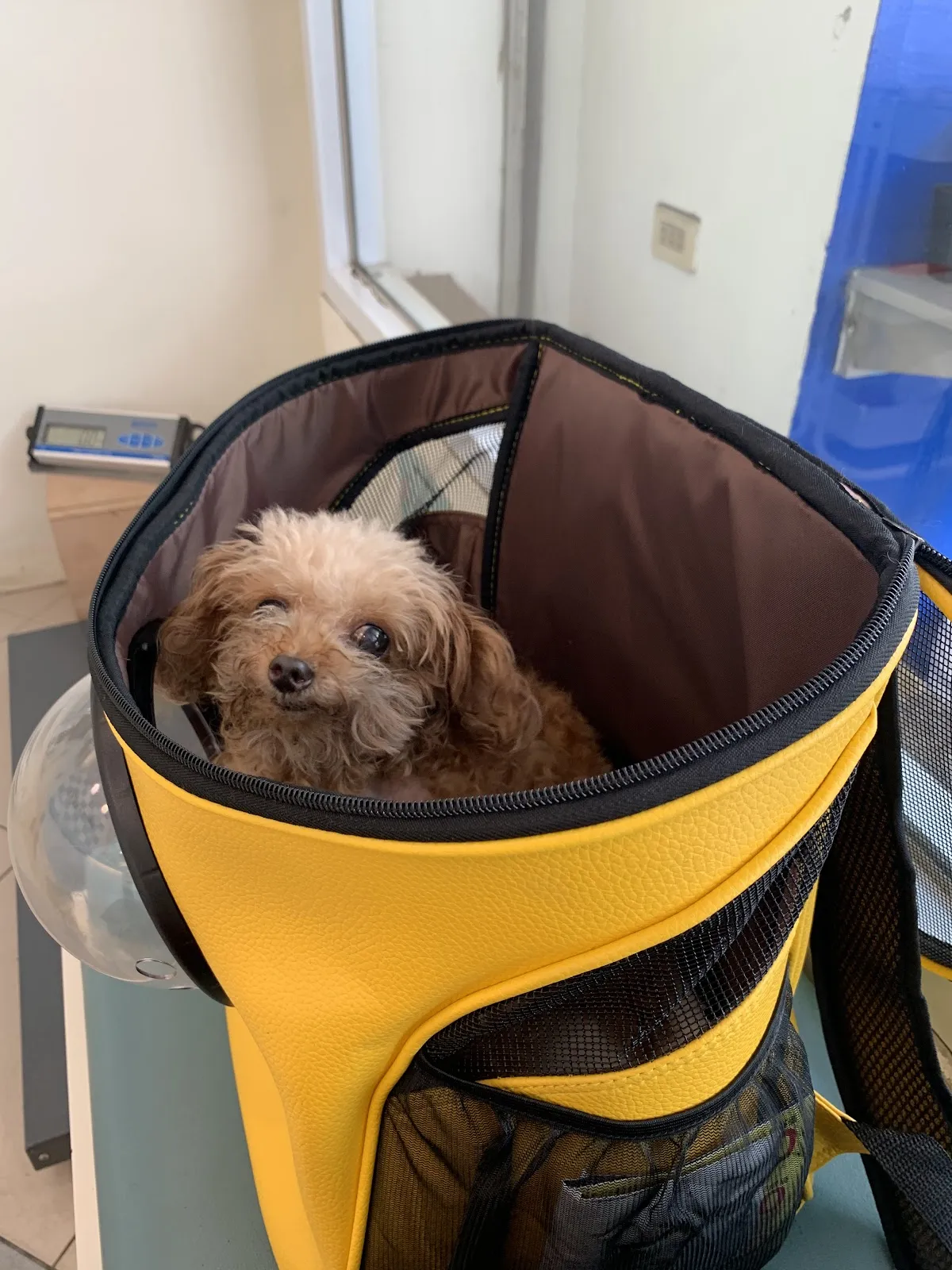 全國動物醫院大里分院