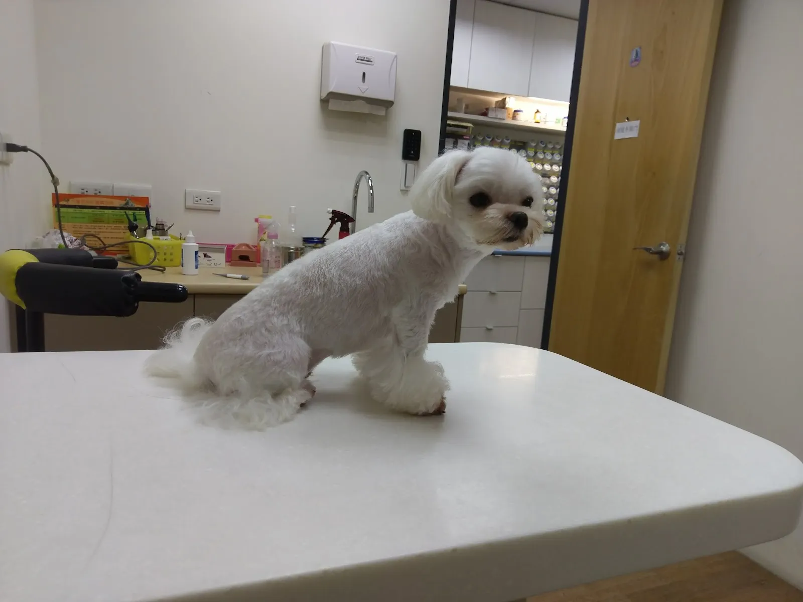 曼哈頓動物醫院