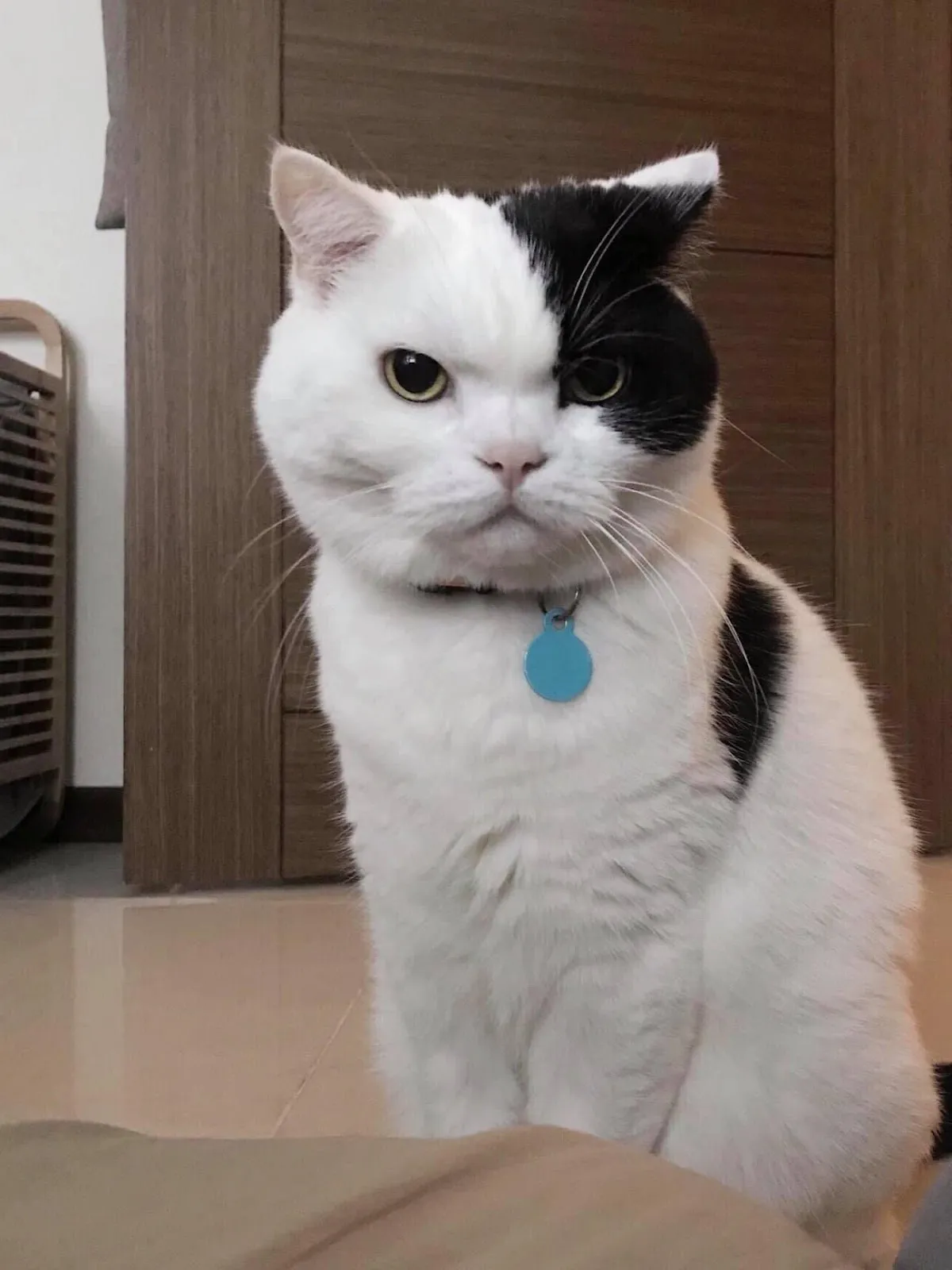 曼哈頓動物醫院