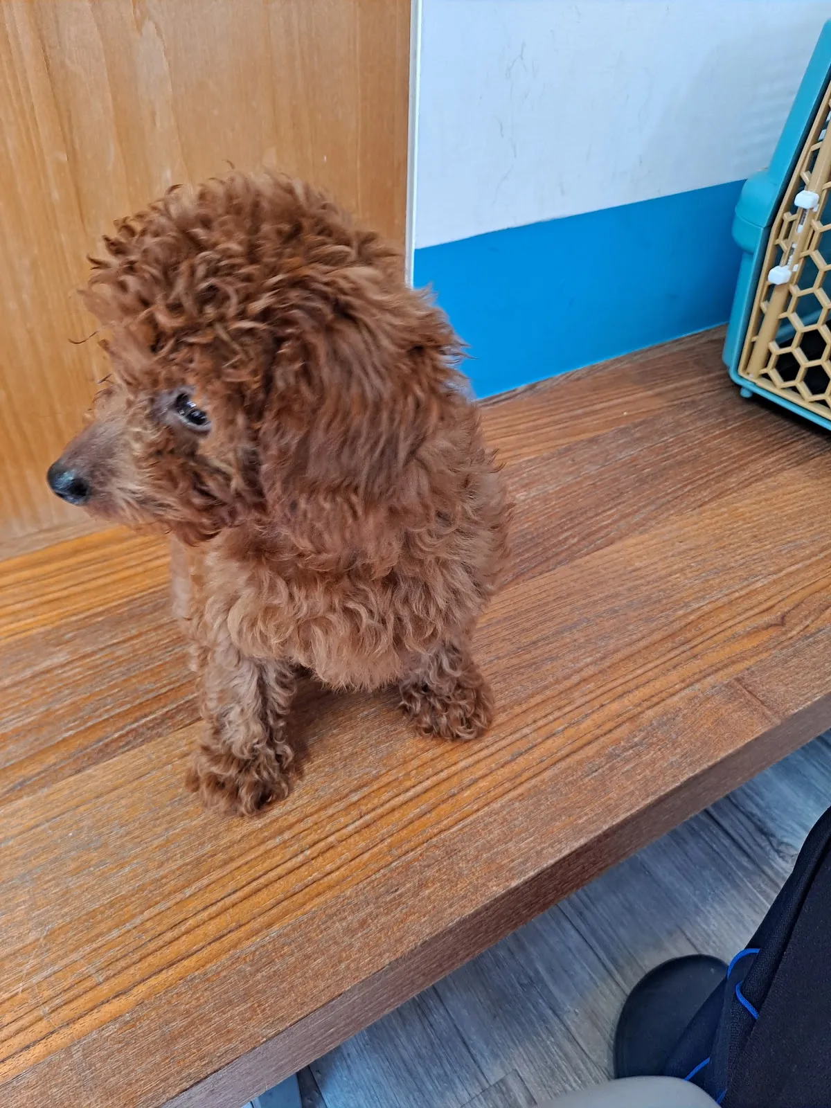 曼哈頓動物醫院