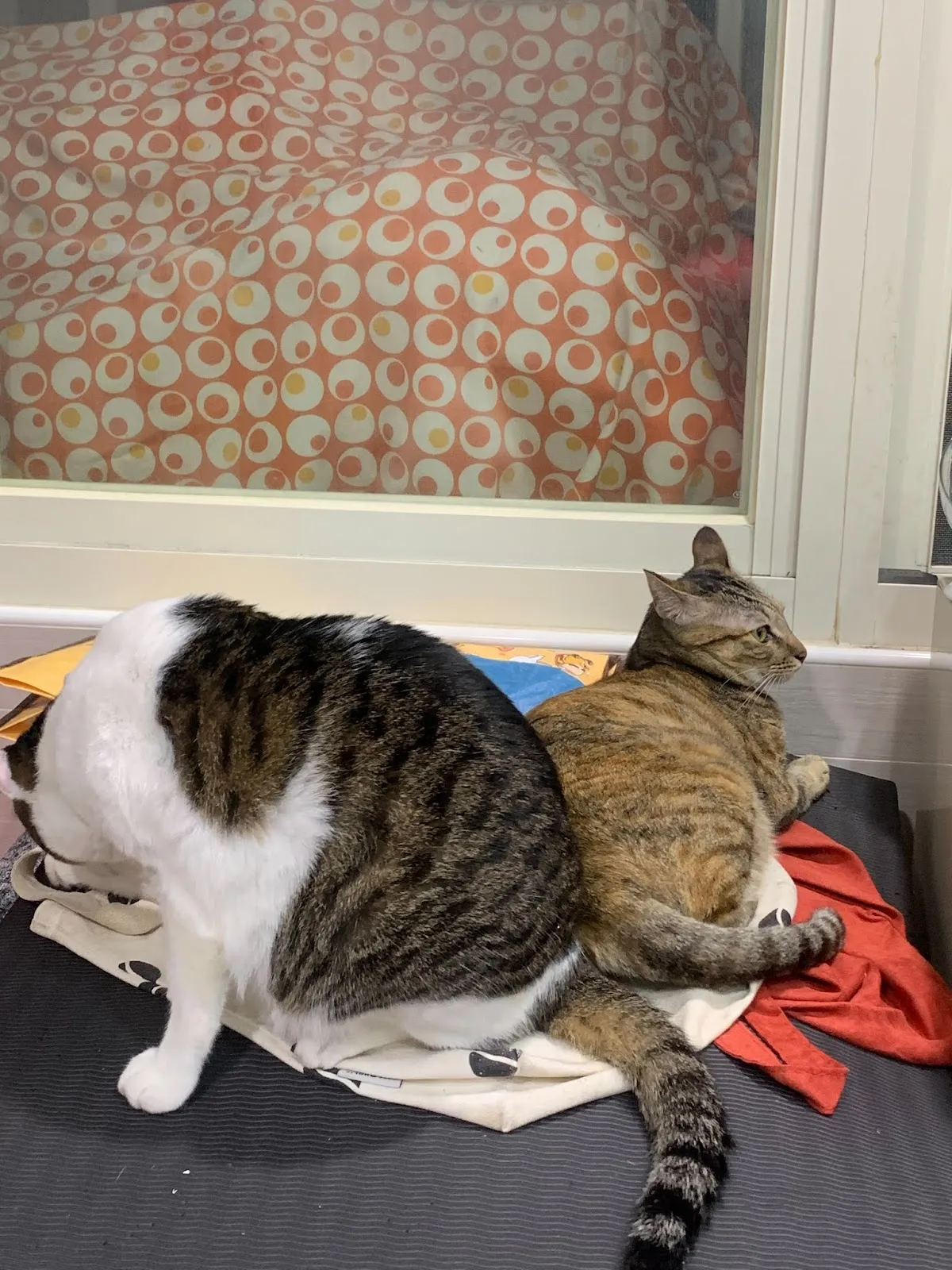 曼哈頓動物醫院