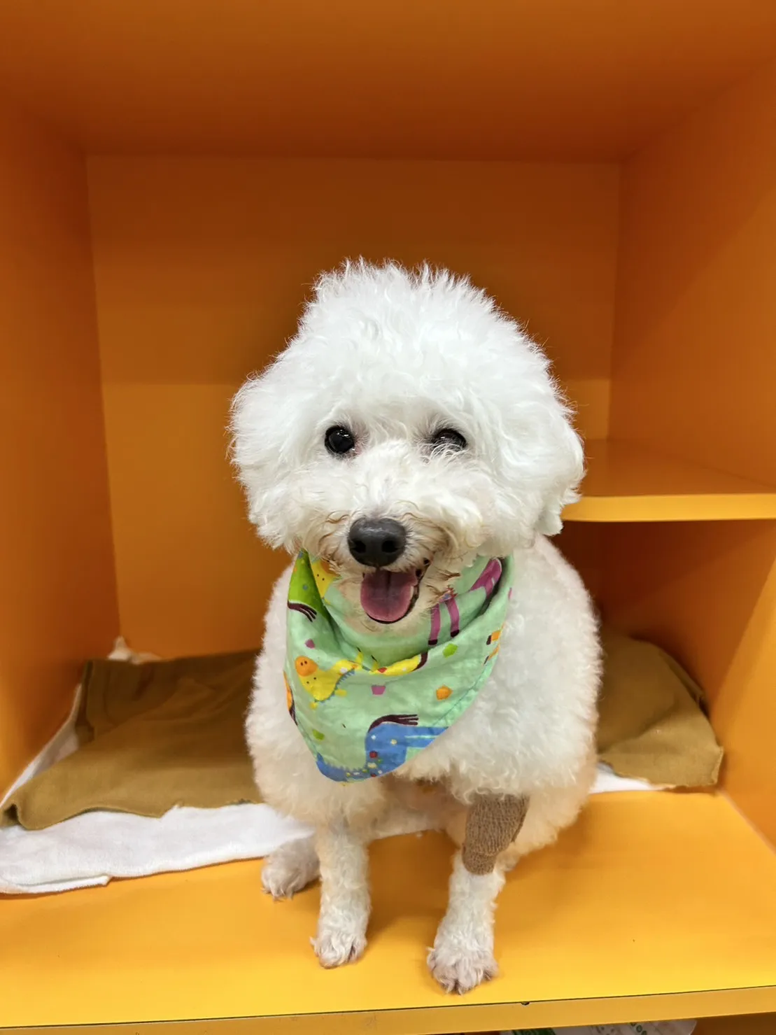 曼哈頓動物醫院