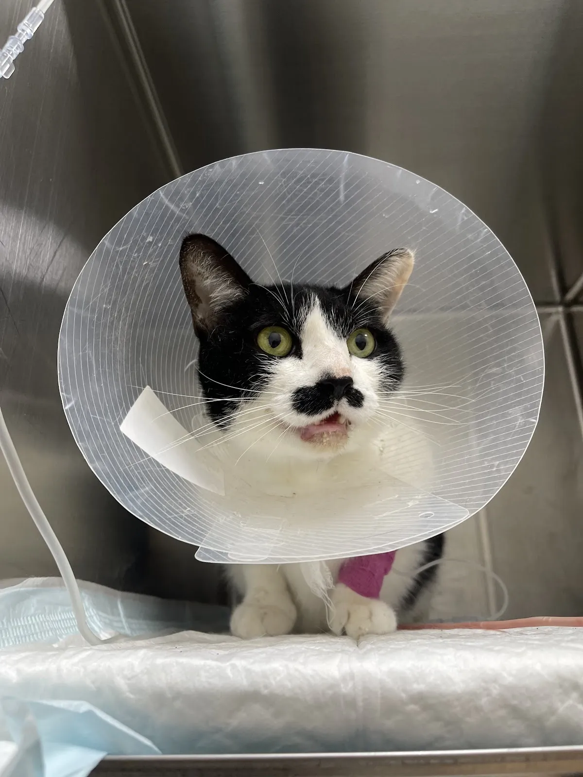 曼哈頓動物醫院