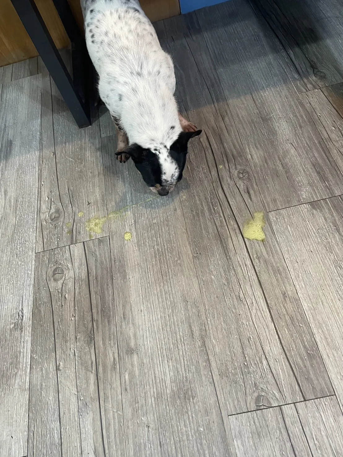 曼哈頓動物醫院