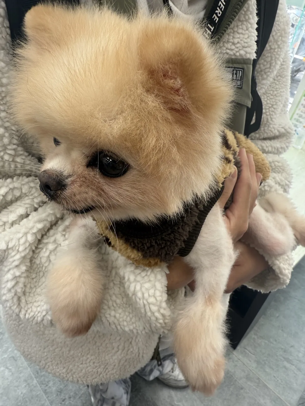 毛貓寵動物醫院