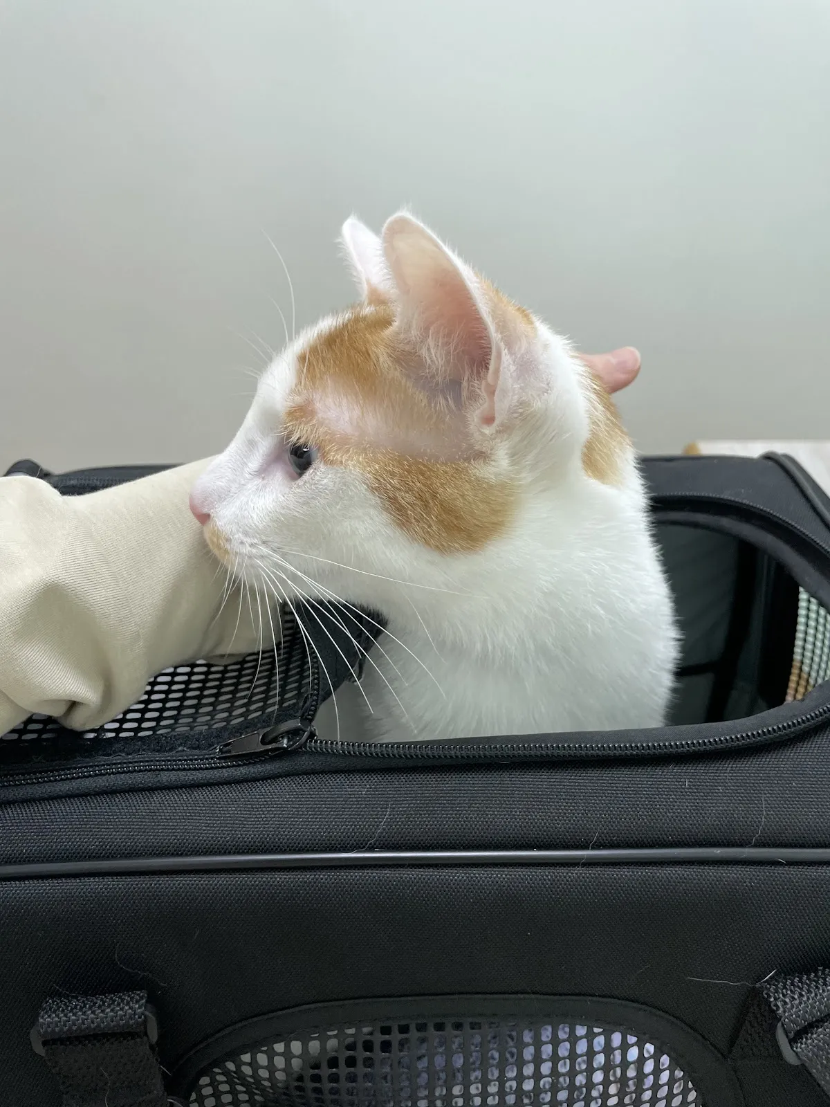 曼巴動物醫院