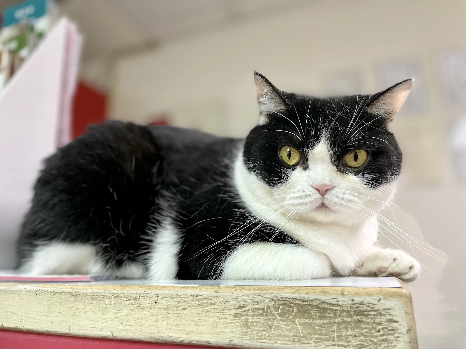 寶寶新動物醫院