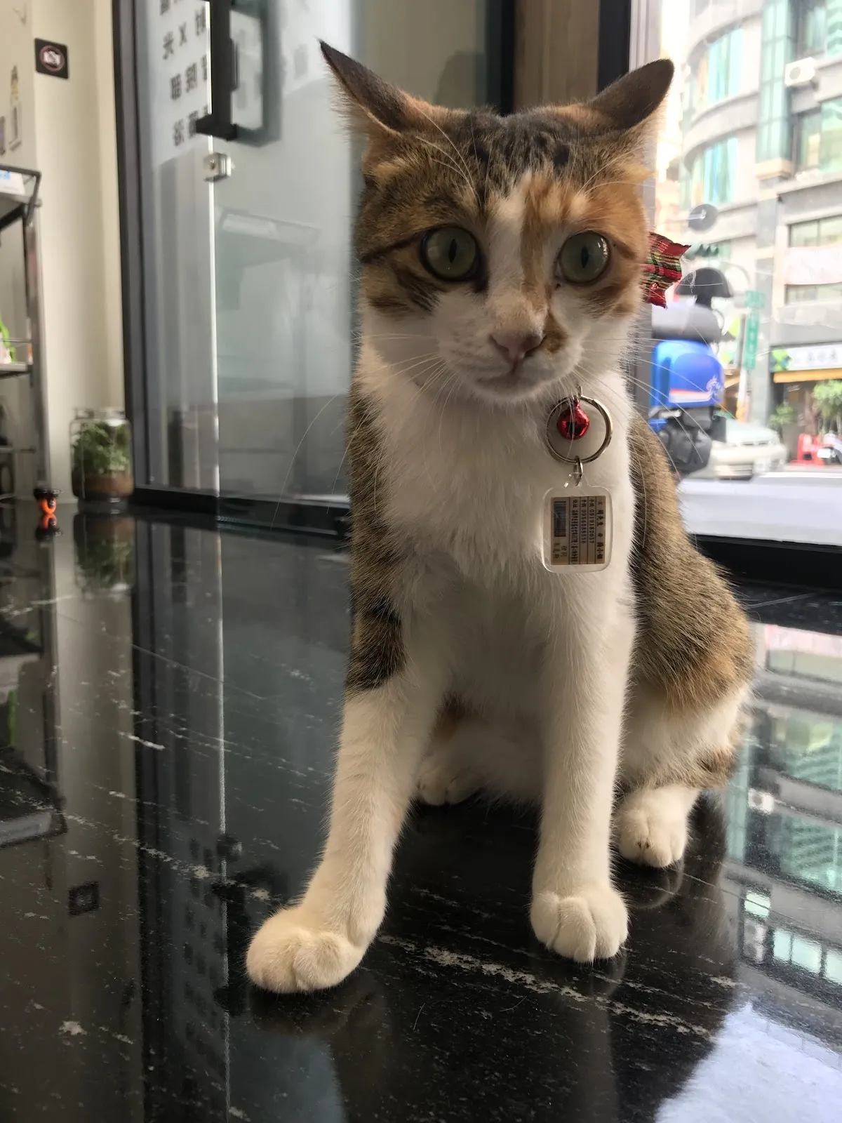 心心動物診所