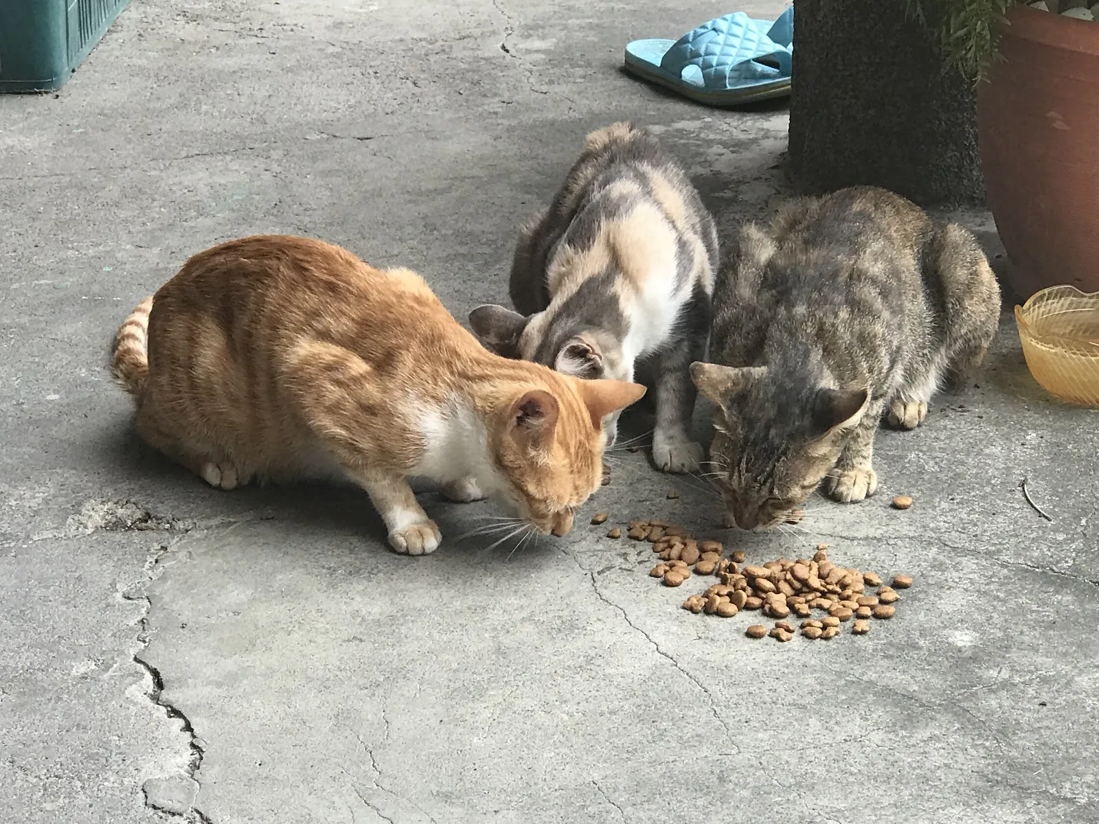李獸醫動物診所