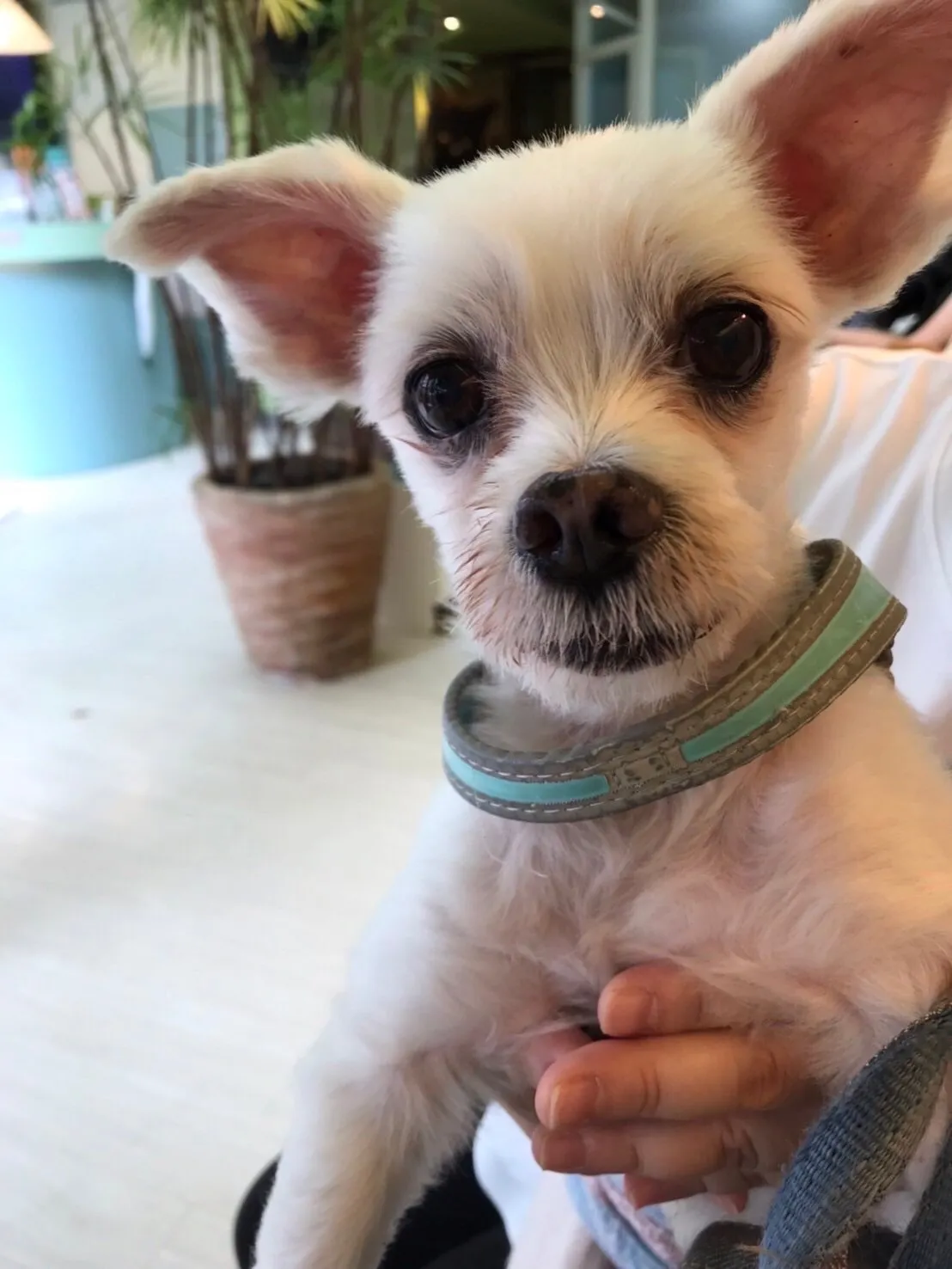 全國動物醫院大雅分院